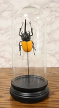 Entomology 3 Horned Rhino Beetle Faux Taxidermy Sculpture in Glass Dome Cloche - £38.96 GBP