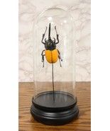 Entomology 3 Horned Rhino Beetle Faux Taxidermy Sculpture in Glass Dome ... - €40,82 EUR