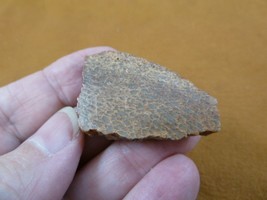 DF301-9) Fossil REAL 1-1/2&quot; DINOSAUR Bone Slice Jurassic Dino love dinos... - £8.17 GBP