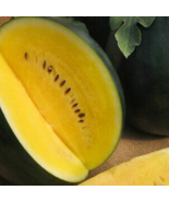Hybrid Black Skin Round Shape Yellow Meat Seedless Watermelon - 10 Seeds - $5.57