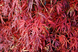 15 Green Hornet Japanese Maple Seeds Acer Palmatum Green Hornet Seeds Fresh Fast - £12.61 GBP