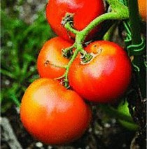 Grandeur Tomato Seeds 20+ Seeds Non Gmo Fruit Herb Flower Seeds Fresh - £8.29 GBP