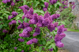 25 Seeds French / Old Fashioned Lilac Syringa Vulgaris Flower Shrub Bush - £13.59 GBP
