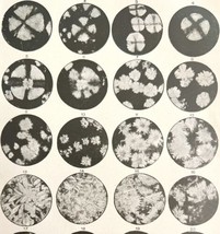 Crystalline Formation Butter And Fats Microscope Victorian 1887 Print DWT9A - £19.66 GBP