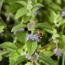 Heirloom Perfume Mint Mentha Arvensis Wild Mint Herbs 25 PCS Seeds - £6.39 GBP