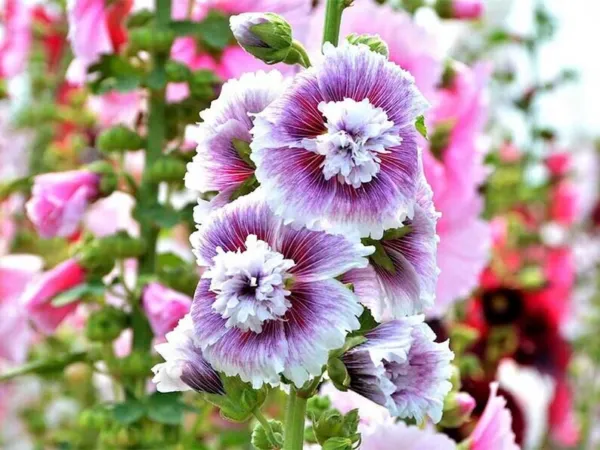 25 Dbl Purple White Hollyhock Seeds Flower Seed Flowers 878 Fresh - £9.57 GBP