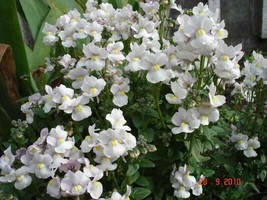 JGBOS Sell 50 White Knight Nemesia Strumosa Flower Seeds - £7.14 GBP