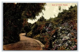 Garden of Gold Ophir Roses UNP Unused DB Postcard M17 - $2.92