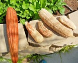 30 Seeds Luffa Sponge Gourd Seeds Loofah Loofa Lofa Heirloom Vine Garden... - $8.99