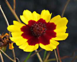 FRESH 200 Plains Coreopsis Seeds  - $8.98