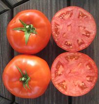 50 Seeds Pellicore Tomato Vegetable Garden - $9.77