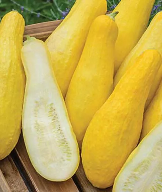 Straightneck Squash Seed, Heirloom, NON-GMO, Yellow Squash, 25 Seeds - €16,85 EUR