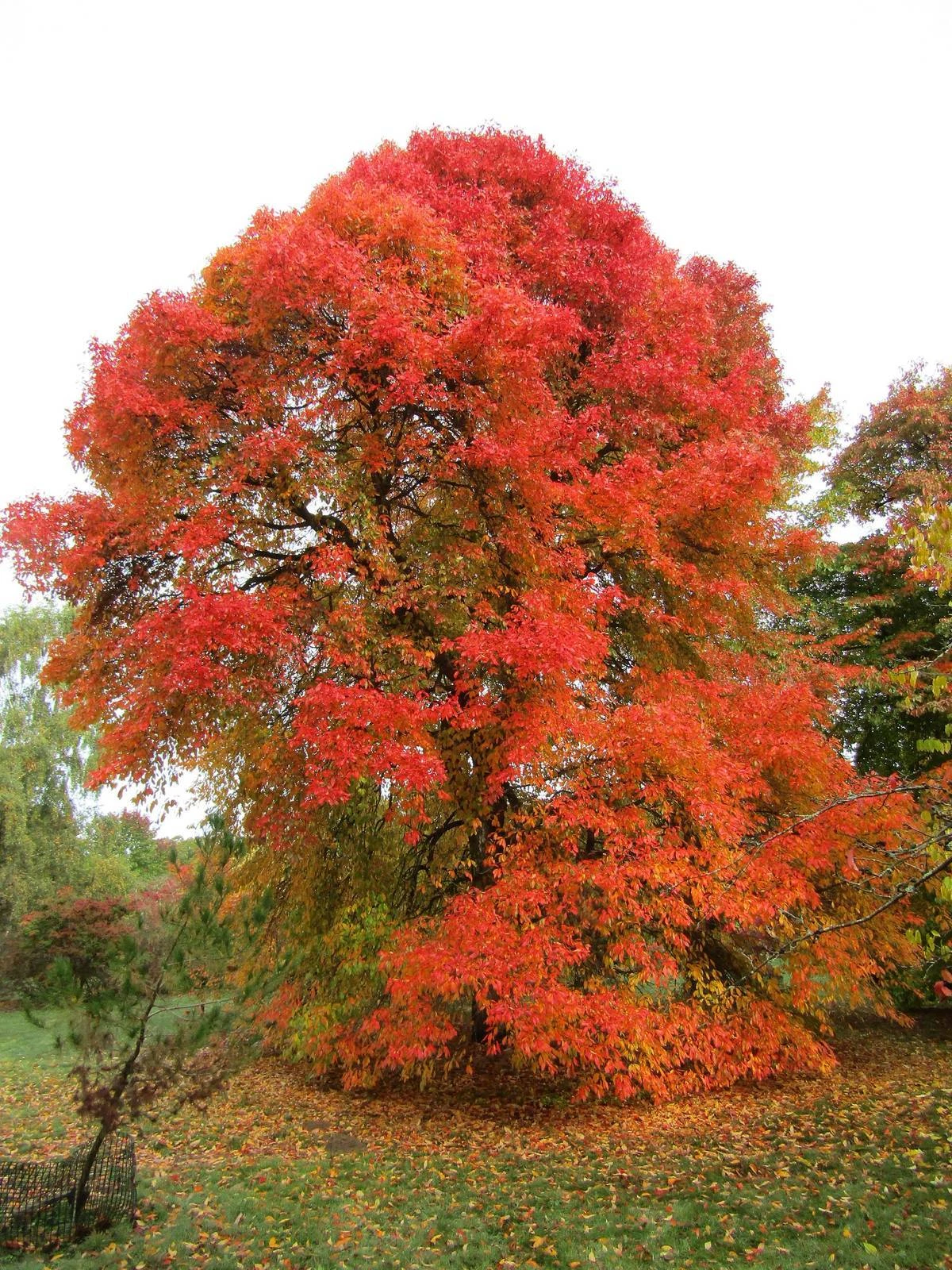 Black Tupelo Gum Tree Seeds (Nyssa sylvatica)  Edible Fruits Plant Seed ... - $8.89