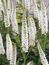 100 White Veronica Seeds Speedwell Royal Candle Flower Perennial Flowers - $9.88