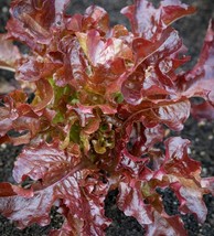 Red Batavia Improved Lettuce - 25+ seeds - Graines - Semillas -  Samen -... - $67.62 MXN
