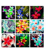 200 seeds  Plumeria  - £6.01 GBP