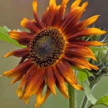 Terracotta Sunflower Seeds 15 Seeds Fresh Seeds Fast Shipping - $18.09