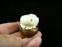 (TNE-FROG-29b) FROG frogs ribit amphibian TAGUA NUT Figurine carving NUT... - £12.05 GBP