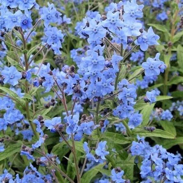 Blue Chinese Forget Me Not Hound&#39;S Tongue Flower 200 Seeds Fresh Garden - $7.98