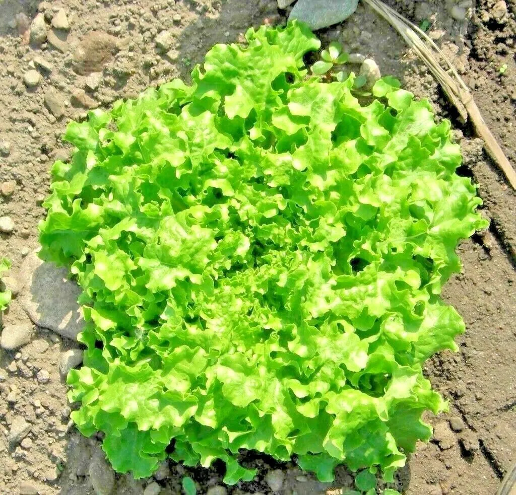 Green Ice Loose Leaf Lettuce 800 Seeds - £7.50 GBP