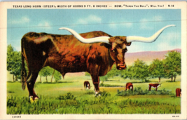 Texas Long Horn Steer Postcard - £4.08 GBP