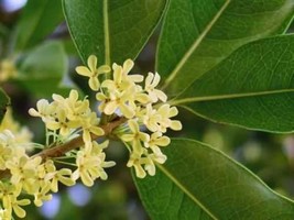 Osmanthus fragrans - £2.79 GBP