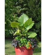 Alocasia ‘Calidora’ Elephant Ear– Persian Palm - 4&quot; Pot - $1,000.00