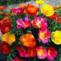 50 Bicolor California Mision Bells Flower SeedsFrom US - $8.35