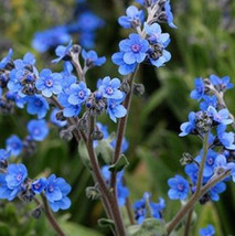 Forget Me Nots Flower Seeds 200 Chinese Annual/Biennial Blue Wildflower ... - $6.50