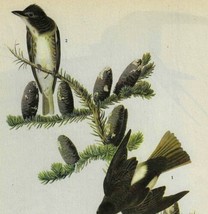 Olive Flycatcher Bird 1946 Color Plate Print John James Audubon Nature D... - $366.80 MXN