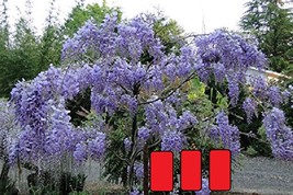 Wisteria &quot;Southern Belle&quot;, grafted, 10-15 inches tall Rare item - £29.14 GBP