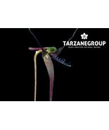 BULBOPHYLLUM TENTACULIFERUM MINIATURE ORCHID MOUNTED - $53.00