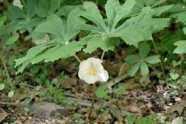 Bare Root Live Garden Plant Mayapple American Mandrake Perennial  - £34.93 GBP