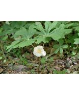 Bare Root Live Garden Plant Mayapple American Mandrake Perennial  - $43.80