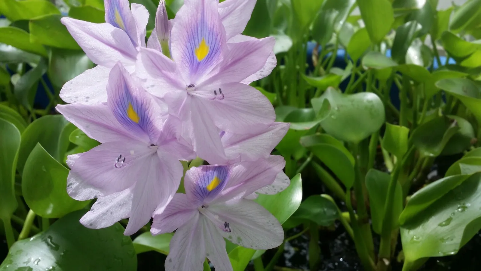 Variety Qty Live Water Hyacinth Tropical Aquatic Surface Pond Plant - £47.16 GBP+