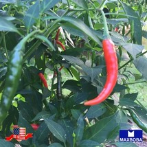 Pepper Seeds Hot Thai Prik Mun Vegetable Heirloom Non-Gmo Garden Usa Shipping - $5.78