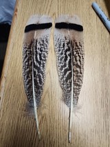 BV18 Pair Sweetgrass Turkey Tail Feather - £12.23 GBP