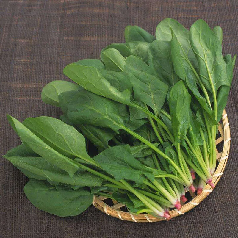 200 Big round leaf spinach Fresh seed Giant Noble spinach Persia vegetable - £3.27 GBP