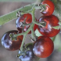 Organic Blueberries Tomato Fast Shipping - £8.07 GBP