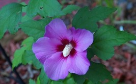 SHIPPED FROM US 100 Purple Rose of Sharon Hibiscus Syriacus Flower Seeds, SB01 - £15.56 GBP