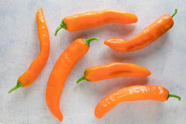 Corno Di Toro Chili Peppers Easy To Grow Vegetable Garden Edible 25 seeds - £7.28 GBP