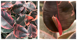 Live Plant Ficus tineke “Ruby” starter plant - $26.99