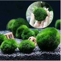 100 Seeds Mixed Water Grass Plants for Aquarium Fish Tank - $257.18 MXN