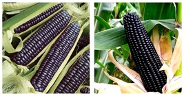 Aztec Black Corn Ancient 60 Seeds Black Flint Corn Blue Corn International Ship - £21.16 GBP