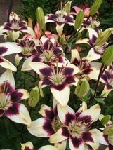 5 Nepal Lily Green &amp; Maroon Lilium Nepalense Fragrant - £13.57 GBP