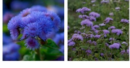 600 Seeds! Floss Flower Ageratum Dondo Blue 2’ Tall Long Bloom Season - £21.32 GBP