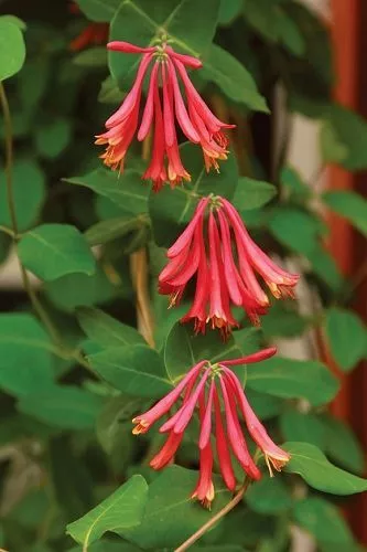 1 (one) TRUMPET CORAL HONEYSUCKLE VINE Lonicera Sempervirens Starter Plant  Item image 3