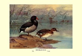 Rosy-Billed Duck 20 x 30 Poster - £20.89 GBP