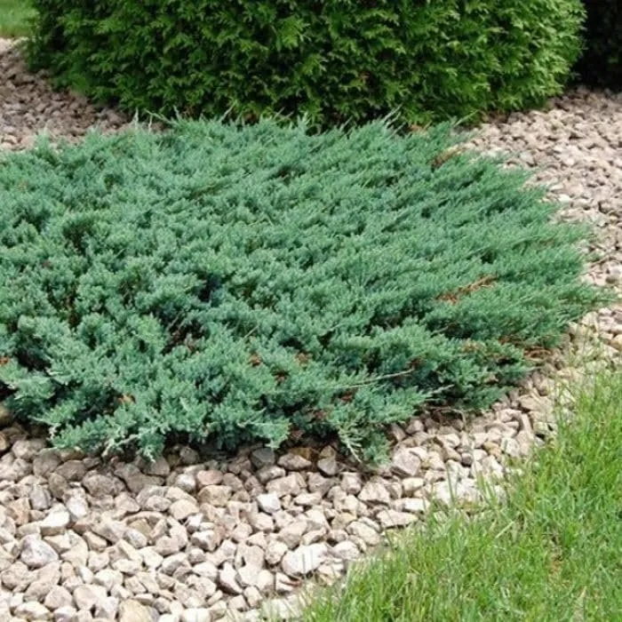 Green Sargent Juniper Extra Large 3 Gallon Plants Fast-Growing - £78.05 GBP
