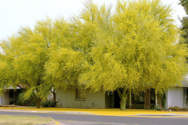 Parkinsonia Aculeata, jerusalem thorn palo verde flowering jelly tree 30 seeds - £7.84 GBP